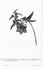 Hortus Cliffortianus VIII Campanula (Canarina canariensis).jpg