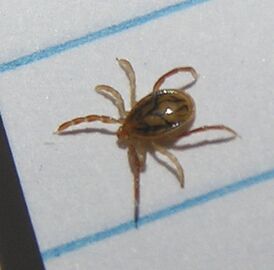 Ixodes holocyclus.jpg