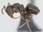 Lasius paralienus casent0172761 profile 1.jpg