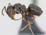 Lasius paralienus casent0172761 profile 1.jpg