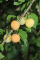 My mother's cherry plum.JPG