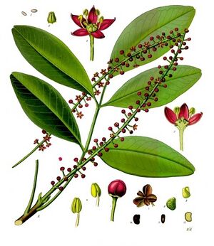 Pilocarpus pennatifolius - Köhler–s Medizinal-Pflanzen-238.jpg