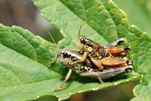Podisma pedestris copulation (3787784881).jpg