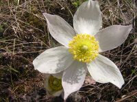 Pulsatilla patens2.JPG