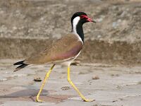 Red wattled Lapwing I IMG 0596.jpg