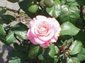 Rosa sp.275.jpg