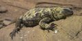 San Esteban Island Chuckwalla.jpg