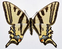 Southern Swallowtail (Papilio alexanor orientalis) (8350766670).jpg