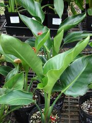 Starr-070906-8969-Strelitzia nicolai-foliage-Kula Ace Hardware and Nursery-Maui (24523640279).jpg