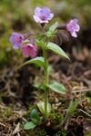 Suffolk Lungwort 492314173.jpg