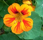 Tropaeolum majus 04.jpg