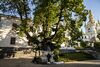 Липа Феодосия Печерского
