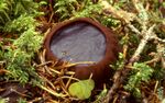 1992-04-26 Sarcosoma globosum 31212.jpg