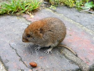 Bank Vole Myodes glareolus Grand Union Canal 2.jpg