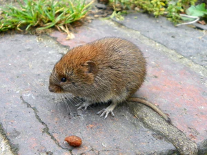 Bank Vole Myodes glareolus Grand Union Canal 2.jpg