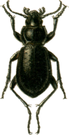 Carabus roseni Jacobson.png