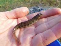 Cobitis taurica 03.jpg