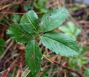 Comarum palustre liść 06.07.10 p.jpg