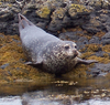 Common Seals crop 2.png