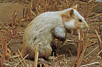 Cricetus cricetus 01.jpg