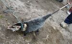 Didelphis pernigra-crop.jpg