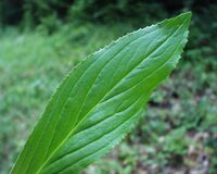 Digitalis grandiflora03072002feuille.JPG
