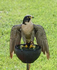 Falcon September 2014-1b.jpg