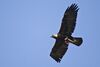 Golden Eagle flying.jpg