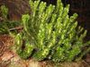Huperzia selago.jpg