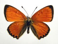 Lycaena virgaureae1.jpg