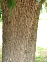 Mûrier à feuilles de platane Bergerac tronc.JPG