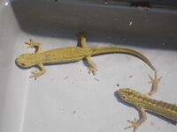 Ommatotriton vittatus.JPG