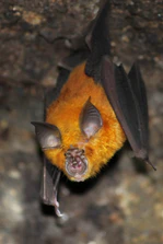 Rhinolophus rouxii.jpg