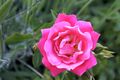 Rosa Heidetraum.jpg