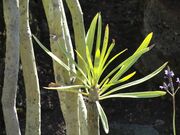 Senecio kleinia - Botanischer Garten, Frankfurt am Main - DSC02384.jpg