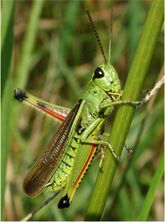 Stethophyma grossum m 11441.jpg