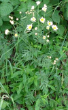 Tanacetum corymbosum W.jpg