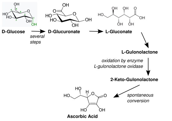 Vitamin C Biosynthesis in Vertebrates.svg