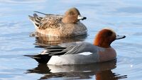 Wigeon (Anas penelope) (2).jpg