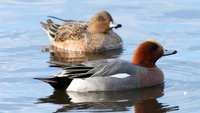 Wigeon (Anas penelope) (2).jpg