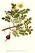 294 Rosa pimpinellifolia.jpg