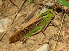 Acrididae - Locusta migratoria cinerascens-female.JPG
