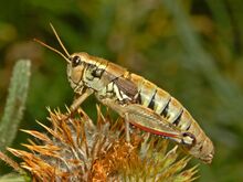 Acrididae - Podisma pedestris.JPG