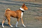 Basenji Profile.jpg