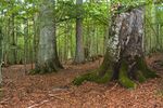 Bayerischer Wald - Mittelsteighütte 002.jpg
