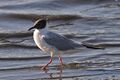 Bonaparte's Gull (9361813081).jpg