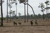 Cat Tien National Park.jpg