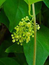 Cocculus orbiculatus 003.JPG