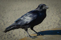 Common Raven (Corvus corax) (11793963694).jpg