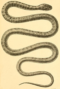 Elaphe dione.jpg